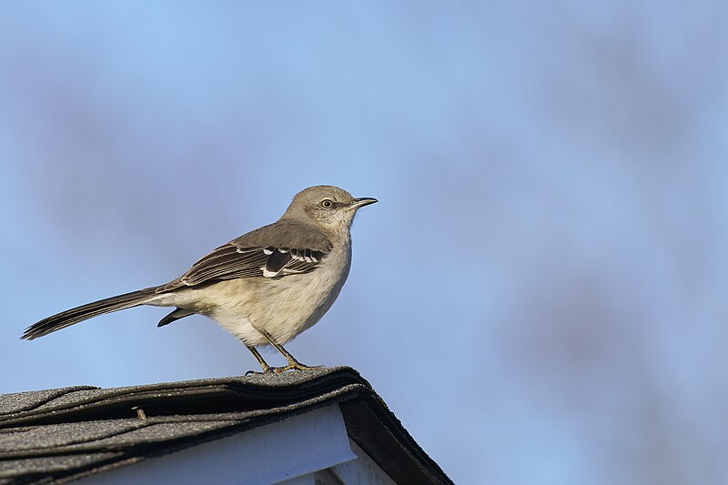 File:202403081740 northern mockingbird south meadows PD202970.jpg