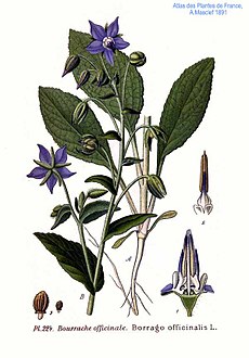 Borago officinalis