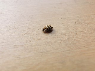 File:Varied carpet beetle on the arm - 2.jpg - Wikimedia Commons