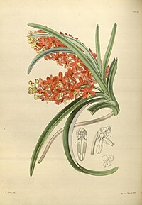 plate 130 Saccolabium curvifolium Vanda curvifolia