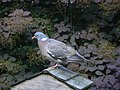 A wood pigeon on a bird-table, Swindon - geograph.org.uk - 334582.jpg