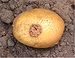 Aardappelschurft (Streptomyces scabies on potato).jpg