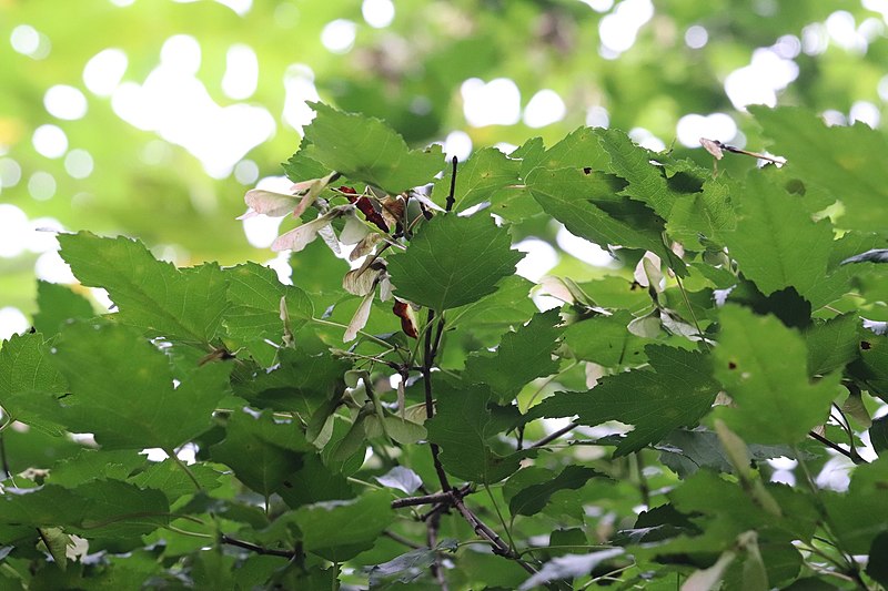 File:Acer ginnala, Ussuriyskiy District, Primor'ye, Russia 3.jpg