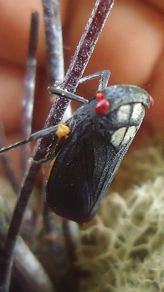 File:Acraephia perspicillata (Fabricius, 1781) (7337973750).jpg