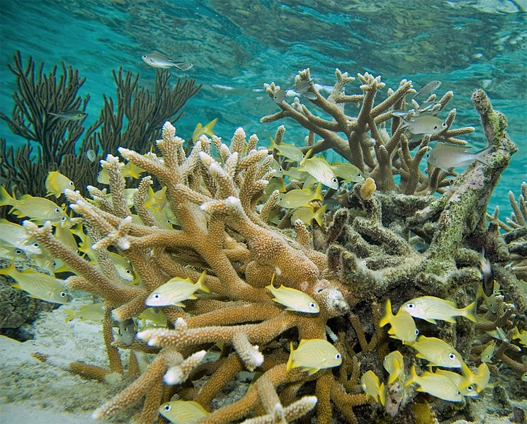 File:Acropora cervicornis, Haemulon flavolineatum y Chromis multilineata.jpg