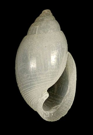 <i>Acteon splendidulus</i> Species of marine gastropod