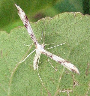 <i>Adaina montanus</i> Species of plume moth