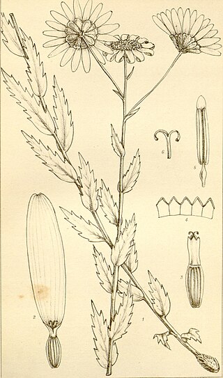 <i>Adenanthellum</i> Genus of flowering plants