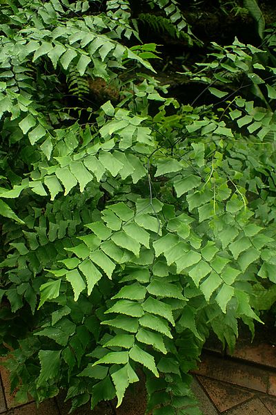 File:Adiantum trapeziforme kz4.jpg