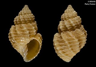 <i>Admetula lutea</i> Species of gastropod