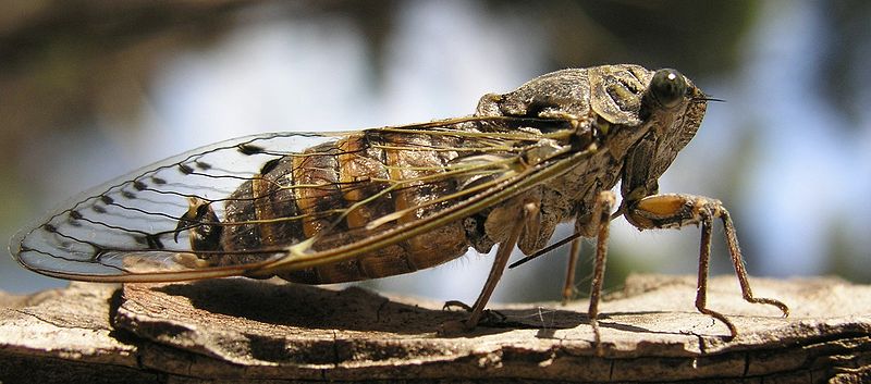 File:Adriatic Cicada 01.jpg