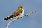 Thumbnail for File:Adult Northern Rough-winged Swallow (Stelgidopteryx serripennis) in Waterville, Maine.jpg