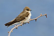 A Northern Rough-winged Swallow photographed in central Maine, the northeastern limit of the species' breeding range. Adult Northern Rough-winged Swallow (Stelgidopteryx serripennis) in Waterville, Maine.jpg