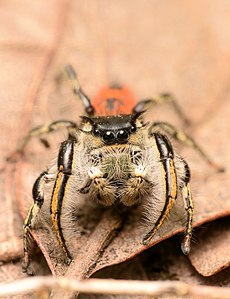 Adult male Phidippus insignarius face.jpg