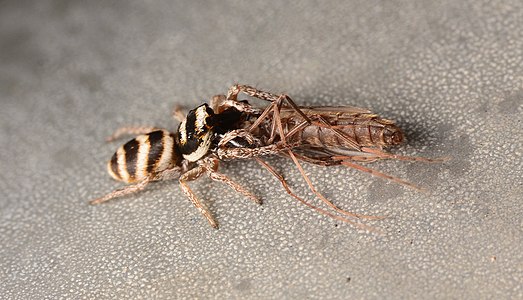 Adult male Salticus austinensis dorsal.jpg