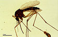 Aedes mosquito (247 27A) With biting lice.jpg