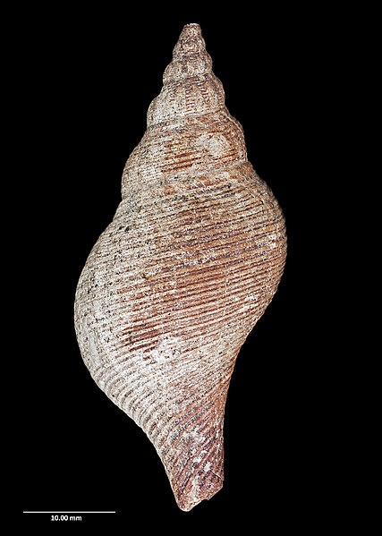 File:Aeneator otagoensis Finlay, 1930 (AM MA70008-2).jpg