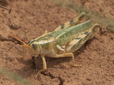 Thistle grasshopper, Aeoloplides turnbulli Aeoloplides turnbulli P1490781a.jpg