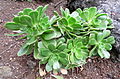 Aeonium canariense subsp. latifolium