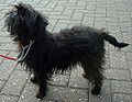 26 Un Affenpinscher