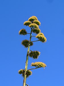 Agave americana Infrutescence