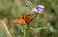 Agraulis vanillae feeding on Eupatorium coelestinum