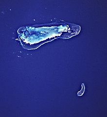 Aldabra Atoll and Assumption Island.jpg