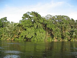 Alima - Congo.JPG