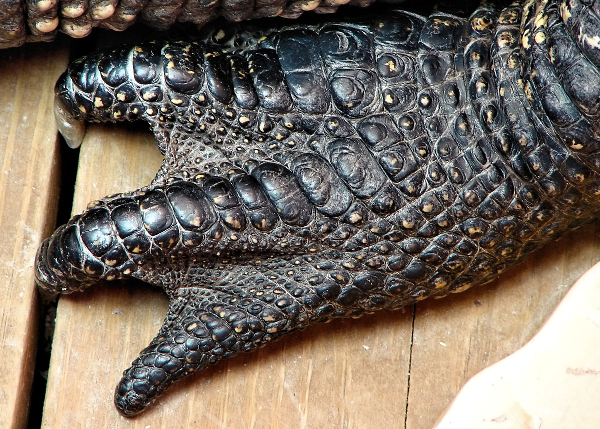 https://upload.wikimedia.org/wikipedia/commons/thumb/1/17/Alligator_foot_detail.jpg/1200px-Alligator_foot_detail.jpg