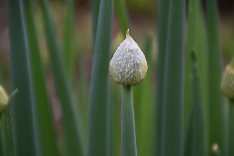 File:Allium fistulosum in Botanical Garden of Besançon002.JPG