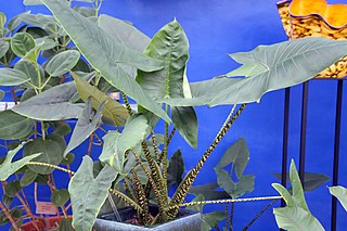 <i>Alocasia zebrina</i>