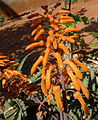 Aloe Chabaudii: Plant spesie