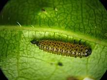Altica species larva Altica larva.jpg