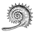 Ammonite (PSF).png