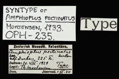 File:Amphioplus pectinatus - OPH-000235 label.tif (Category:Echinodermata in the Natural History Museum of Denmark)