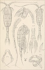 Thumbnail for File:An account of the Crustacea of Norway, with short descriptions and figures of all the species (1901) (16769988825).jpg