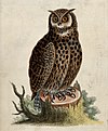 Painting of a Silver-crested Owl, sitting on a tree stump