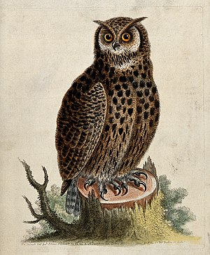 An owl sitting on the stump of a tree before a forest. colou Wellcome V0020561.jpg