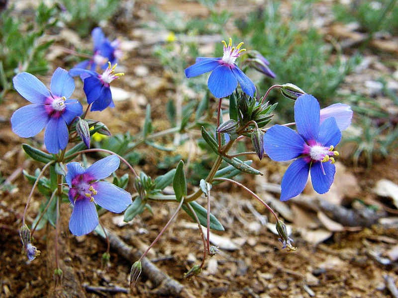 File:Anagallis monelli. Meruxa de flor azul anellada.jpg