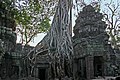 Angkor-Ta Prohm-42-Baum-2007-gje.jpg