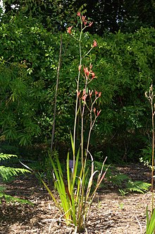 Anigozanthos rufa, Conservatoire botanique nasional de Brest 02.jpg