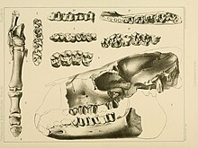 Anisolophus floweri.jpg