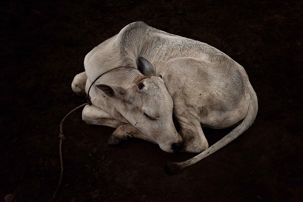 Ankole-Watusi Calf.jpg