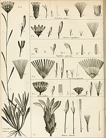 Annales du Muséum National d'histoire naturelle (1812) (17788766543) .jpg