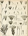 Fig.2 (a, b, c, d, e, f): Perezia magellanica en los Annales du Muséum national d'histoire naturelle (1812) (como Clarionea magellanica)