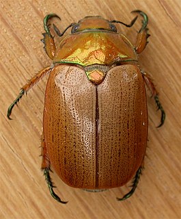 <i>Anoplognathus chloropyrus</i> species of insect
