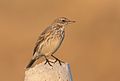 * Nomination Water Pipit (Anthus spinoletta). Kahramanmaraş - Turkey. --Zcebeci 09:49, 24 November 2016 (UTC) * Promotion Good quality. --Uoaei1 11:43, 24 November 2016 (UTC)