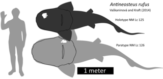 <i>Antineosteus</i>