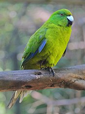 Antipodes Island parakeet standing on a branch.jpg