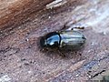 Aphodius prodromus (Brahm, 1790)